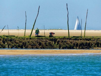 ostreiculteurs sur le banc d  'arguin