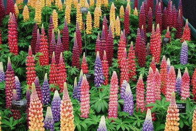 lupins