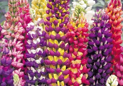 lupins