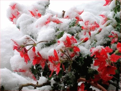 fleurs dans la neige