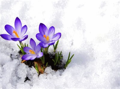 crocus