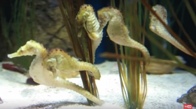 Sea Horses