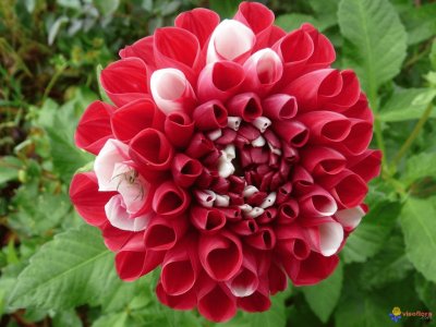 dahlia