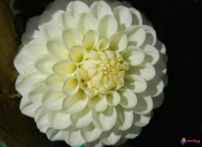 dahlia