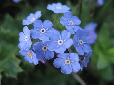 myosotis