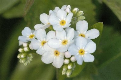 myosotis