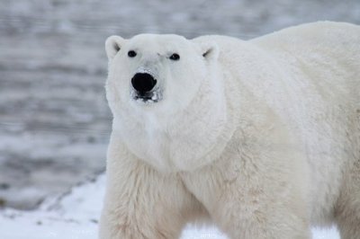 polar