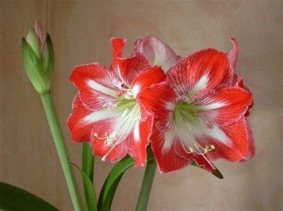 amaryllis