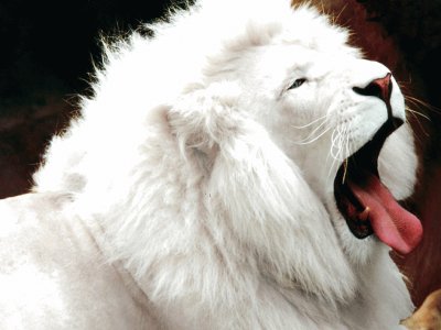 Lion White