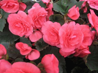 begonia