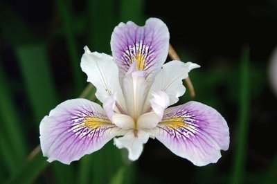 Iris