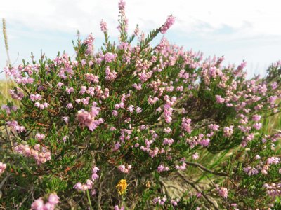 calluna vulgaris