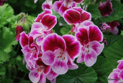 pelargonium