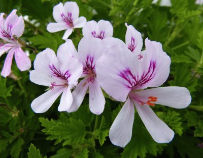 pelargonium