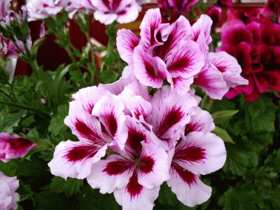 pelargonium