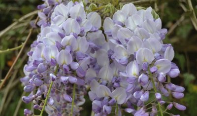 Glycine