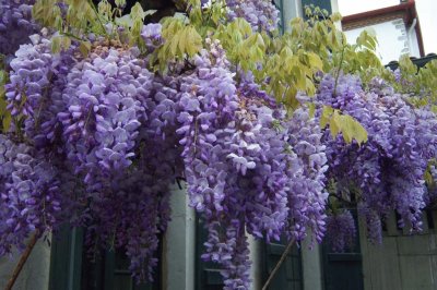 Glycine