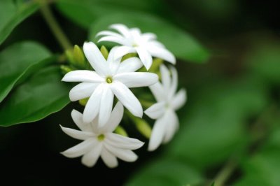 Jasmin