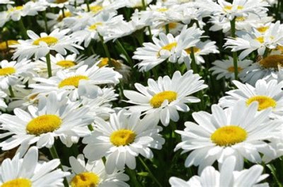 marguerites