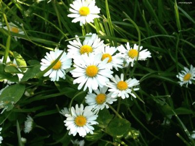 marguerites