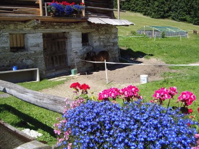 house and flowers in the mountain