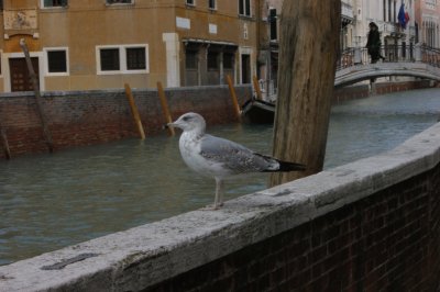 bird in venice