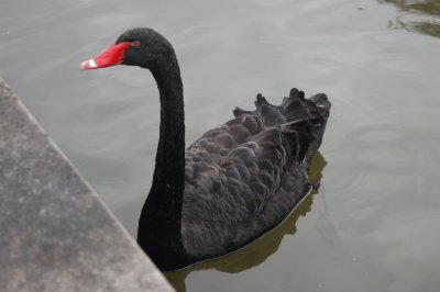 cigno nero