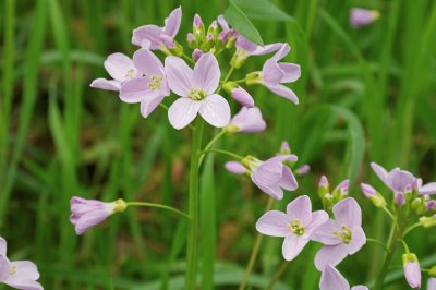 Cardamines