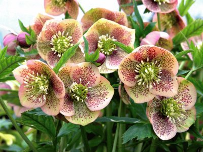 Hellebore