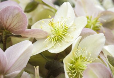 Hellebore