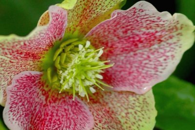 Hellebore