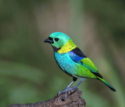 Tangara settecolori