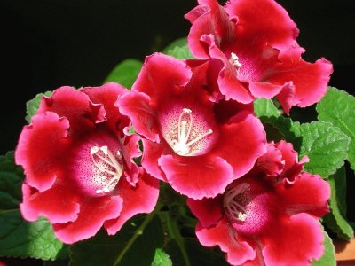 Gloxinia