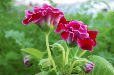 Gloxinia