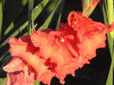 Gladiolas dripping with morning dew