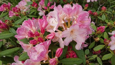 Rhodys