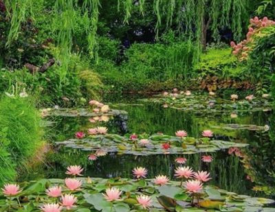 lily pond