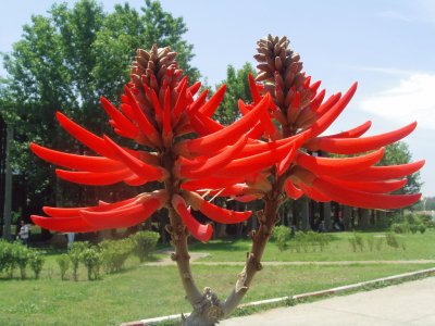 Arbre corail