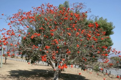 Arbre corail