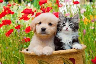 gatito y perrito hermosos