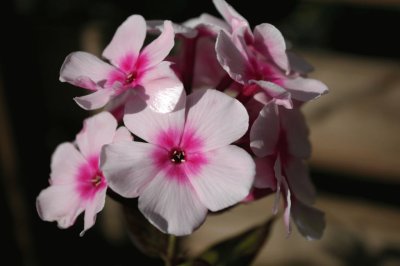 Phlox