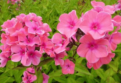 Phlox