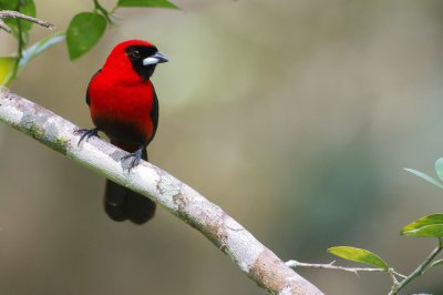 Tangara cremisi mascherata