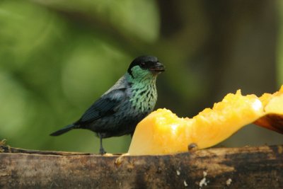 Tangara di heine