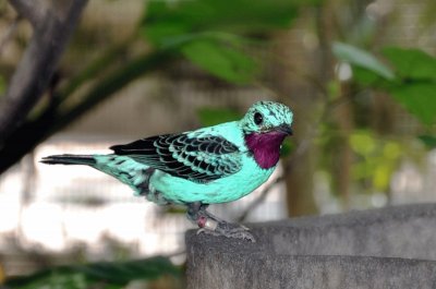 Cotinga