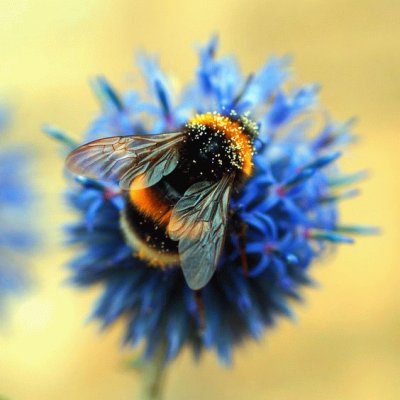 fuzzy bumble