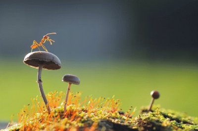 ant/ mushrooms