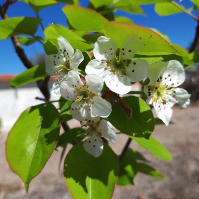 Flor de chabacano