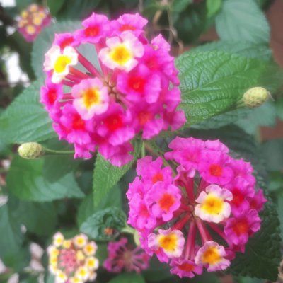 Lantana