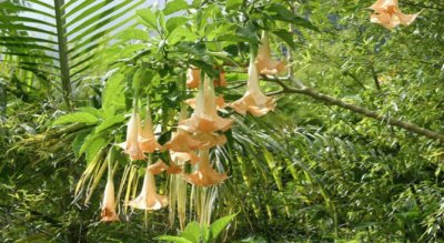 Datura